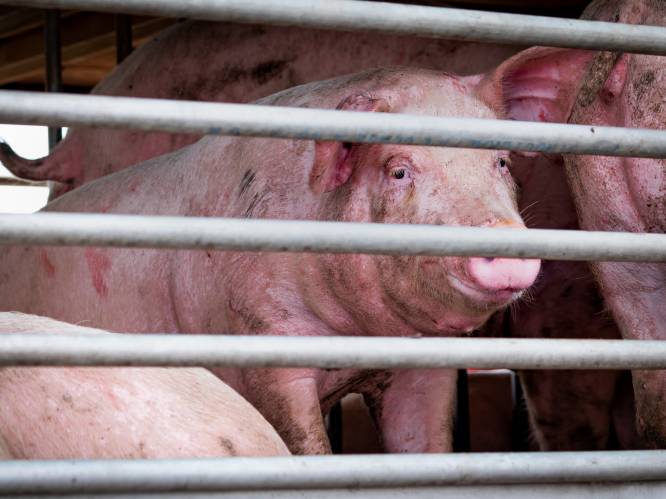 "Varkens verdronken bij water van 60°C": aangifte tegen slachterij wegens onnodig dierenleed