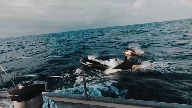 Orka's vallen luxejacht aan: “We hebben twee uur lang doodsangsten uitgestaan”