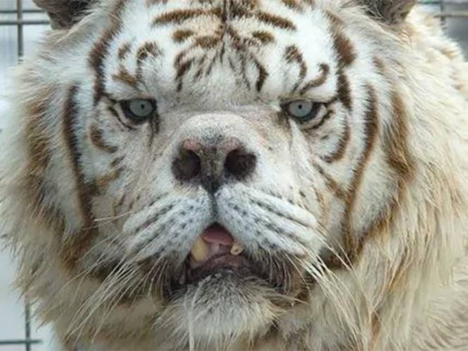 Het trieste verhaal van Kenny, de lelijkste tijger ter wereld