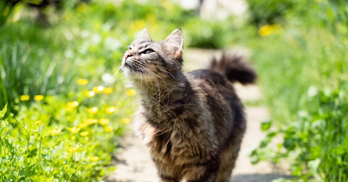 A cat travels 1,000 kilometers to find its owner  strange