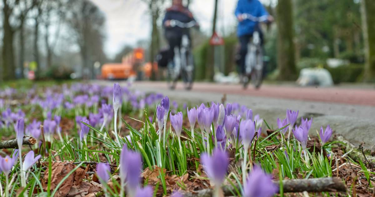 oplichterij Cyclopen trimmen De trouwe aankondiger van het voorjaar | Oss e.o. | bd.nl