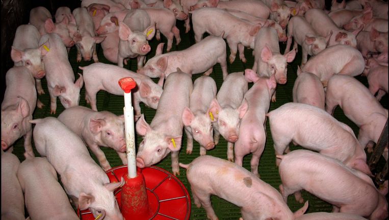 Varkensstal En Kippenhok Mogen Niet Meer Stinken Binnenland