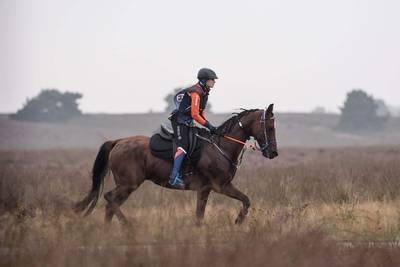 Een marathon van 160 kilometer door de woestijn: ‘Zo snel mogelijk rijden, zonder het paard uit te p
