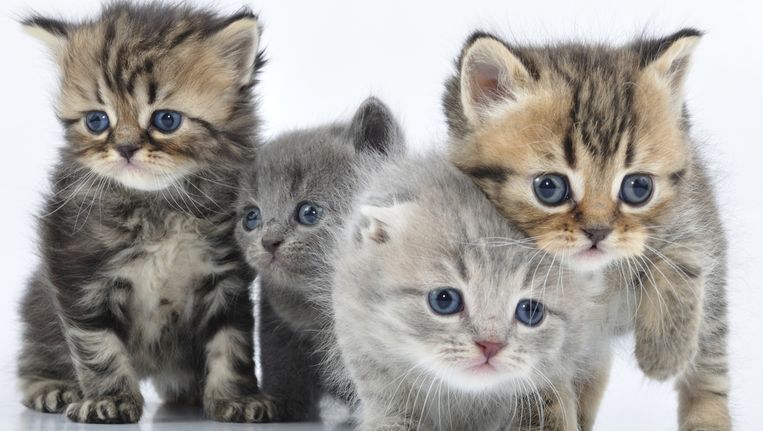 Christian Uitdrukkelijk muis Is kijken naar kittens goed voor de concentratie? | De Volkskrant