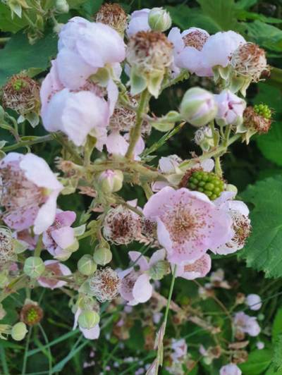 Lezing over eetbare planten in Asten