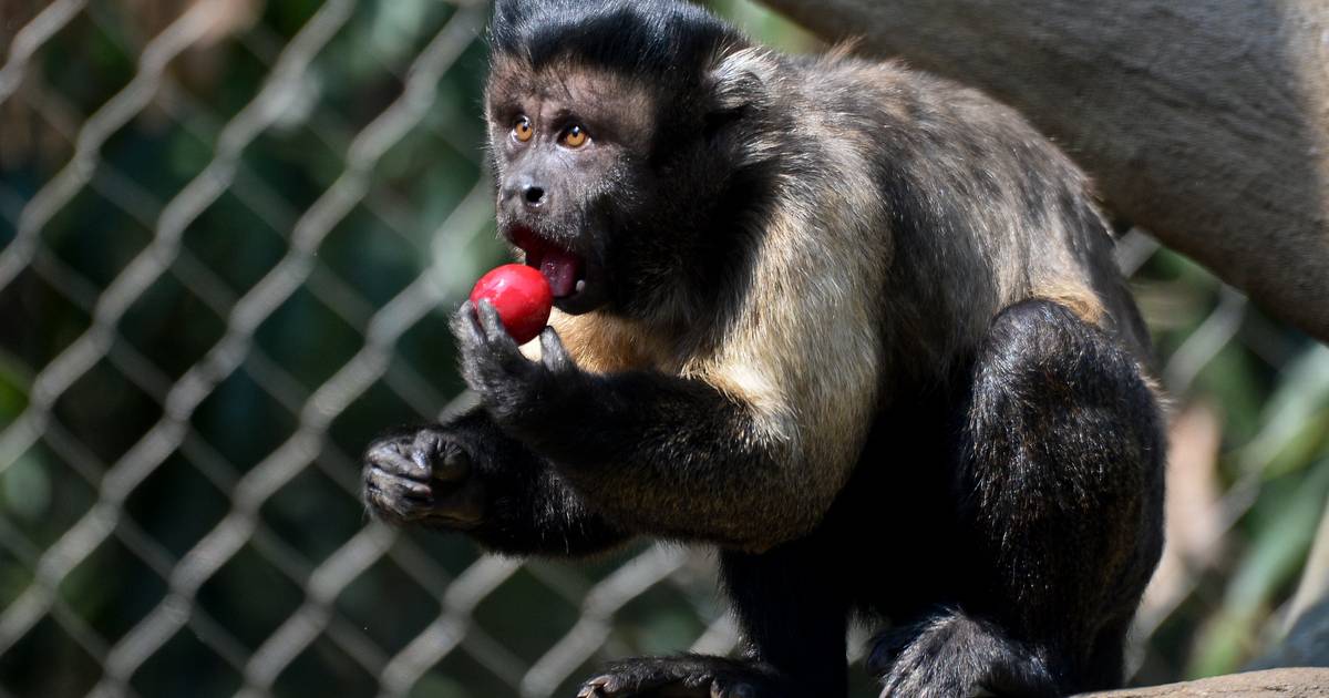 Китайская обезьяна. Приматы в Китае. Приматы Кении. Обезьяна альбинос. Обезьяна кидает обезьяну