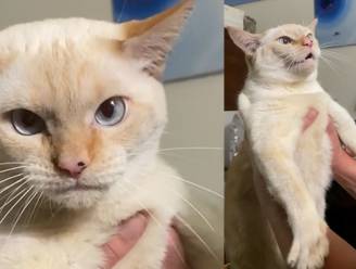 Deze kat denkt dat ze een hond is