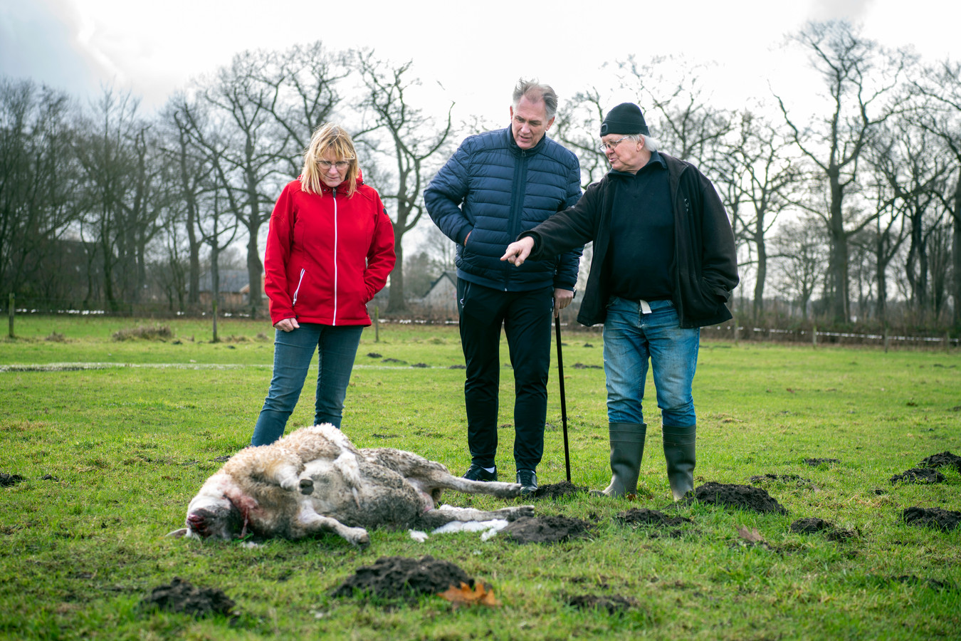 Wolf houdt huis in omgeving Klarenbeek 'De blik op het doodgebeten schaap ging door merg en