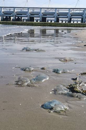 Even opletten als je op het strand gaat liggen, want zeepaddenstoelen spoelen aan: “Honderden van deze kwallen gezien”