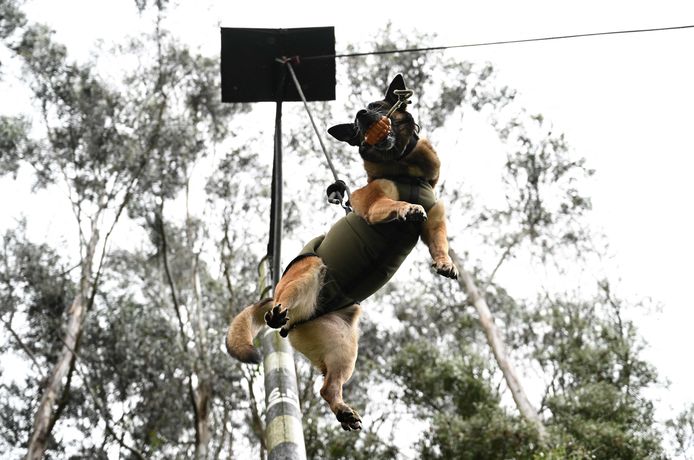 Beeld in het militaire trainingscentrum voor honden in Bogota, Colombia. Hier werd ook Wilson 14 maanden lang getraind.