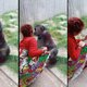 Waar komt die extreme beestenliefde vandaan? ‘We zien dieren steeds meer als mensen’