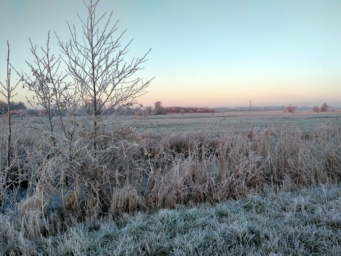 Deze foto heb ik vanmorgen gemaakt tussen Doosje en Wanneperveen, met op de achtergrond grazende reeën, zegt Nyncke Beenen uit Hasselt