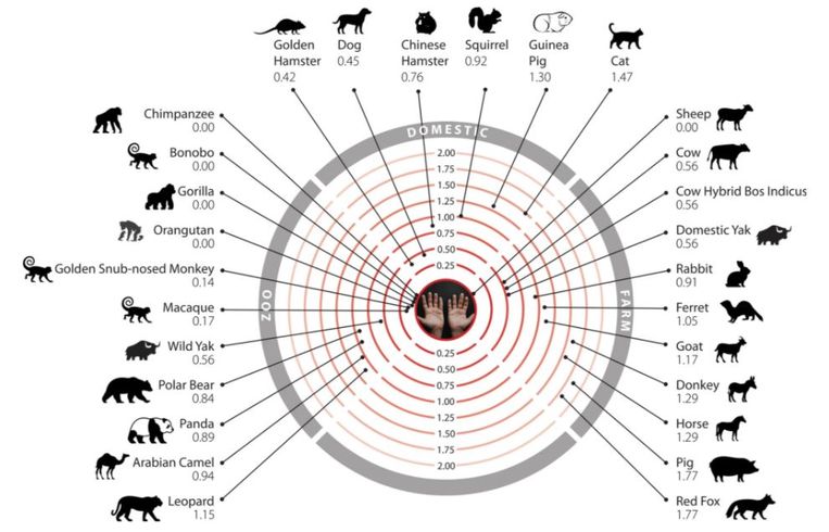 Dieren met cellen die – in theorie – geïnfecteerd kunnen worden. Beeld Scientific Reports