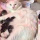 Natuurwonder: poes Asti bevalt van 12 kittens