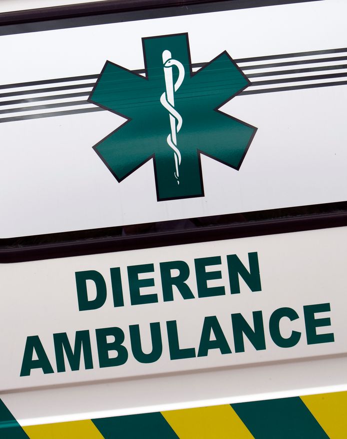 Dierenambulance, foto ter illustratie