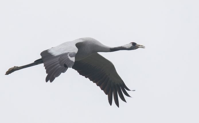 Kraanvogels.
