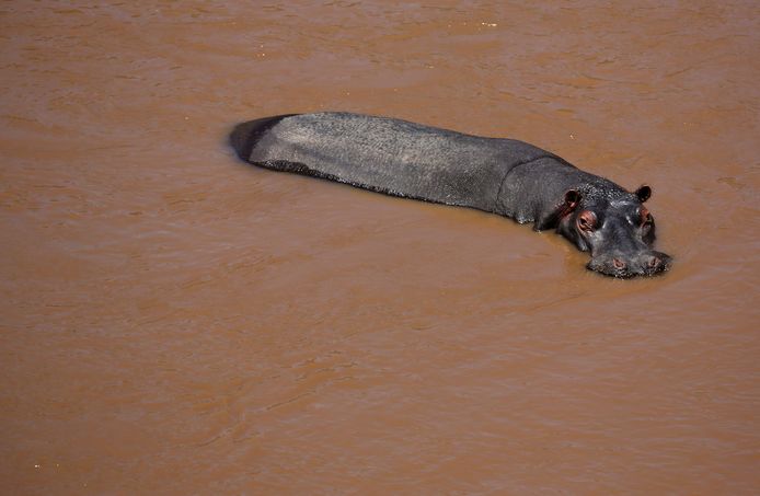 Een nijlpaard in de Mara-rivier.