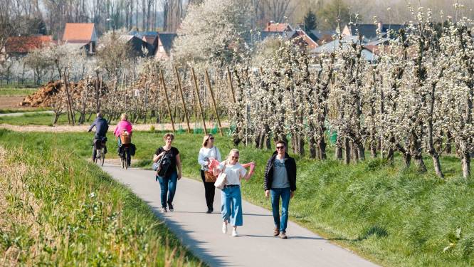 De wielerkoorts stijgt: fiets langs het bloesemende hart van de Vlaamse fruitstreek