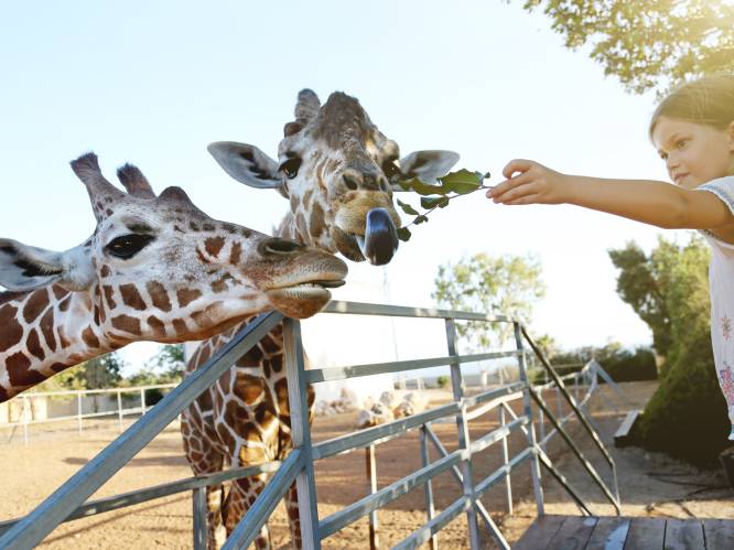 “Tussen het duurste en goedkoopste dierenpark zit ruim 100 euro verschil”: zoveel betaal je voor een dagje zoo met het gezin (en zo scoor je korting)