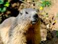15-jarige sterft aan builenpest na eten van besmette marmot 