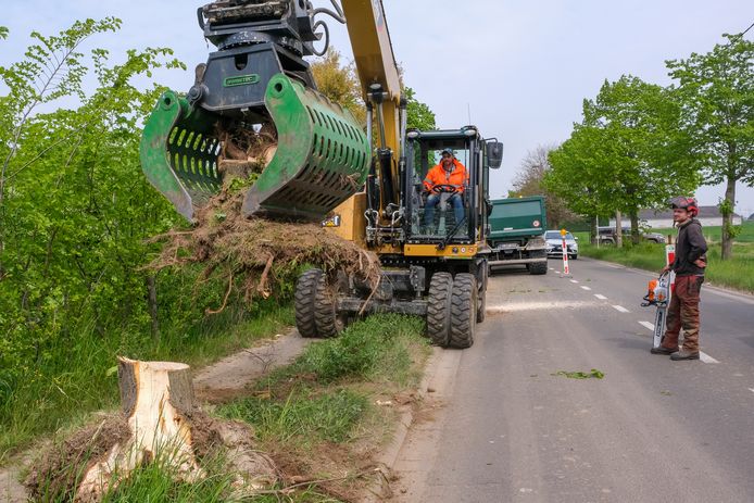 bomen langs de Veldkant worden gerooid