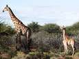 La découverte d'une girafe naine en Ouganda surprend les scientifiques