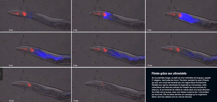 Op een minuscuul wormpje - 1 millimeter 'groot' - zien onderzoekers de dood in actie: een blauwe golf, die begint bij de kop en eindigt in de staart. Dit duurt 15 minuten. Beeld Science&Vie