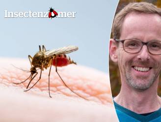 “Gooi de muggenstekker en citronella maar aan de kant”: experts leggen uit wat muggen aantrekt en hoe je ze weghoudt