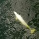 Einde van lijdensweg nabij: witte dolfijn in Seine wordt gered met zoutwatertank