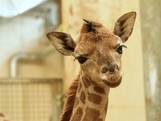 Burgers' Zoo verwelkomt jonge rothschildgiraffe