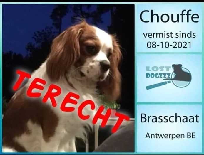 Het hondje Chouffe was na vier dagen weer terecht. Hij was even ontvoerd.