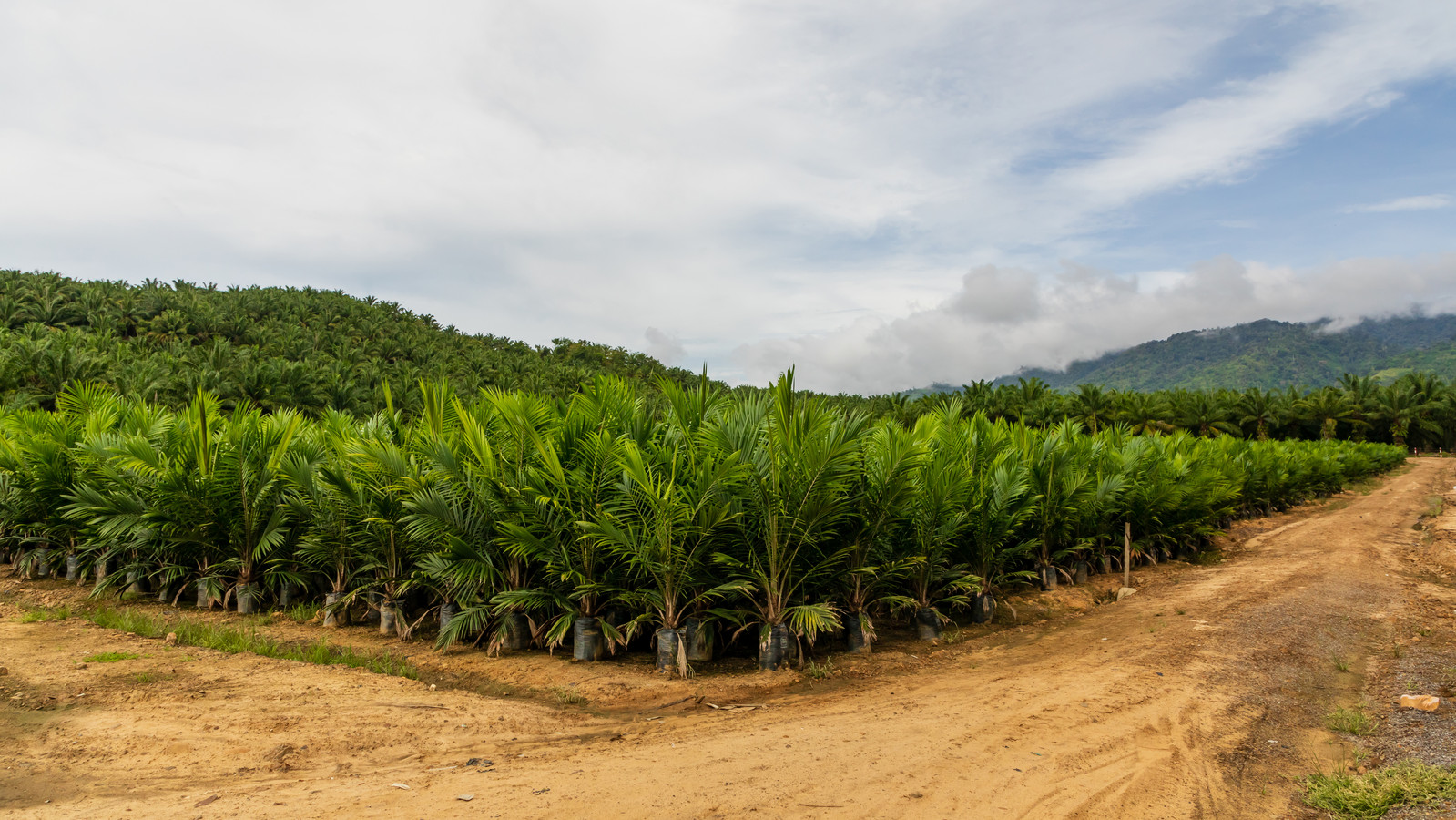 Ooit oerwoud, nu palmolieplantage.