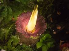 Un pénis de titan en fleur au Jardin Botanique de Meise