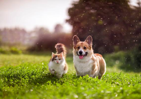 Zo slim is jouw hond of kat (en dít zijn de slimste dieren)