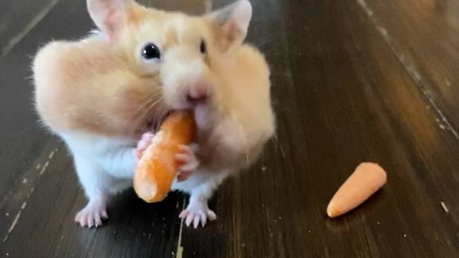 Zien om te geloven: hamster propt negen (!) worteltjes in bek