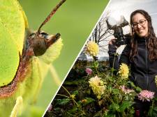De citroenvlinder, een fladderend vleugje lente
