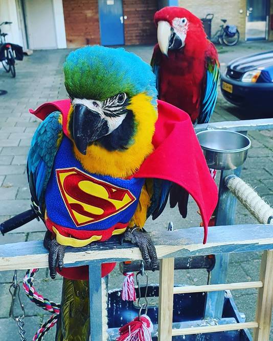 Specimen De andere dag Klas Egemen neemt zijn papegaaien overal mee naartoe: een feestje om te zien |  Doetinchem | AD.nl