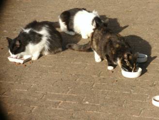 Nieuwe 'schepen van katten' moet probleem zwerfkatten in Koekelare aanpakken