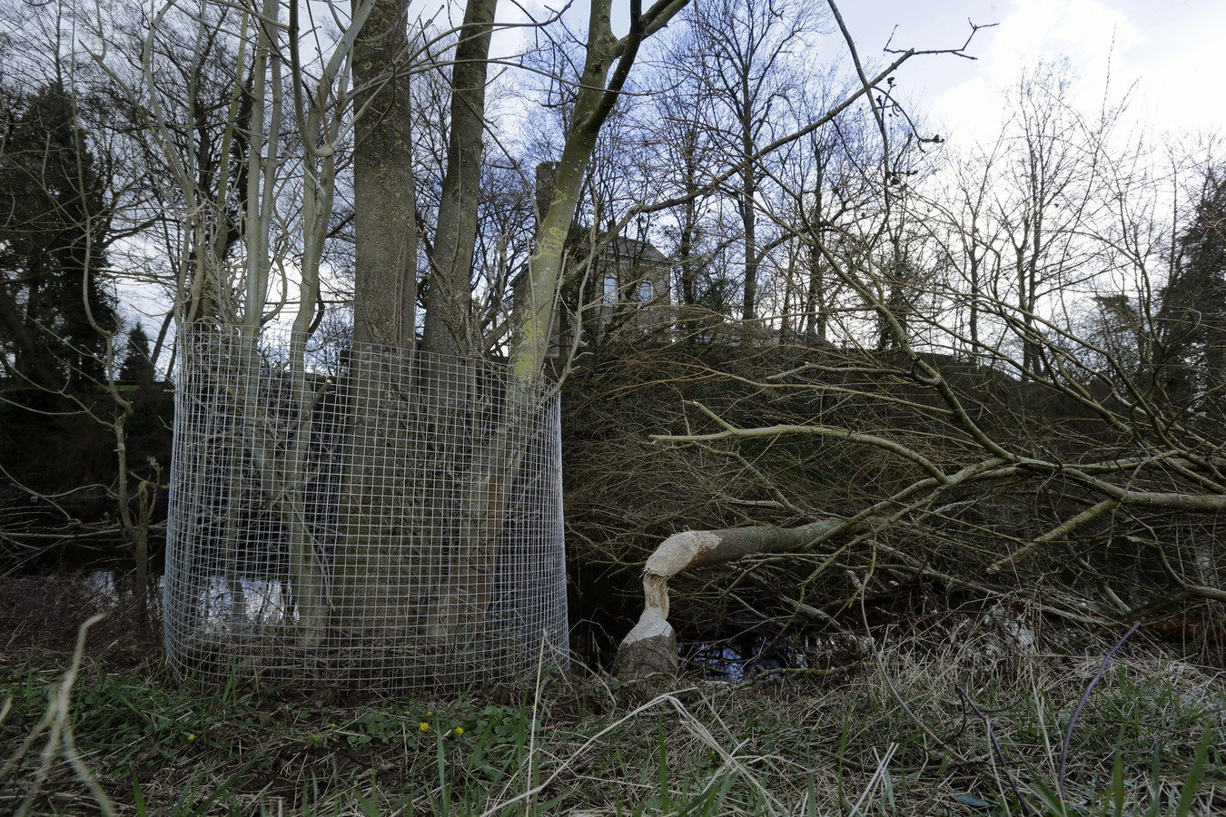 Bevers knagen meer dan 50 bomen kapot | Foto | hln.be