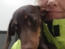 Pup Sammie schrikt van knallende uitlaat en rent weg, pas dagen later wordt hij teruggevonden