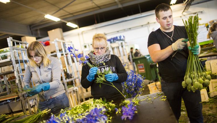 Uitzendkrachten binden bossen bloemen bij een bedrijf in De Kwakel. Minister Asscher (Sociale Zaken) wil dat tijdelijke krachten eerder een vaste baan krijgen. Beeld Julius Schrank