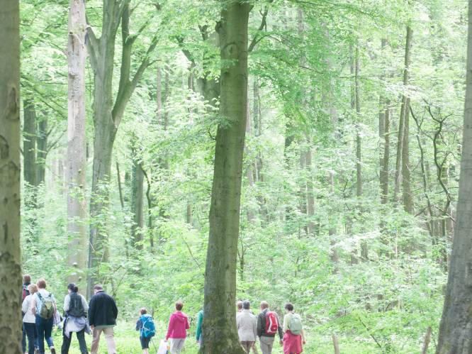 Damherten gered: Agentschap Natuur en Bos wijst aanvraag voor bijzondere jacht in Kluisbos af