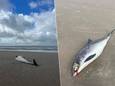 De bruinvis spoelde aan op het strand van Zeebrugge. De wonde aan het oog van het dier en het bloed doen vermoeden dat hij recent nog werd aangevallen.