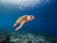Tranen van geluk na verdrag over oceanen, maar er is nog een lange weg te gaan