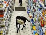 Bewakingscamera filmt opvallend schattige diefstal: labradors stelen brood uit tankstation