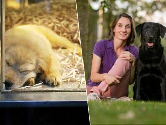 “Een puppy en zijn moeder moeten zich bij de fokker in de eerste plaats al veilig voelen”: hondenexpert legt uit waar je op moet letten als je een hondje koopt