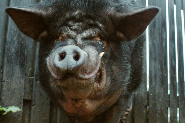 ZappDoc: Nelson het minivarken