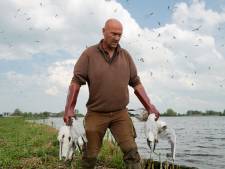 Opruimen dode vogels gaat vaak mis en dat is riskant: ‘Op één grote hoop is juist gevaarlijk’