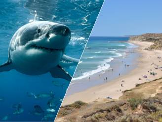 Tiener (14) sterft na haaienaanval nabij surfstrand in Australië