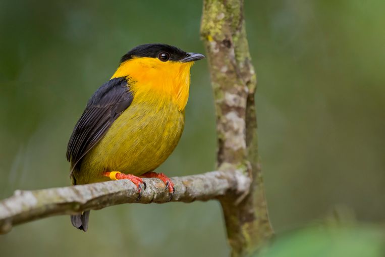 En goudkraagmanakin, ean van vogelsoorten die er sterk op actuerit gegaan in he Panamese naturgebied.  Getty Images